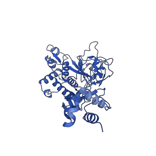 35051_8hwa_C_v1-2
D5 ATP-ADP-Apo-ssDNA IS1