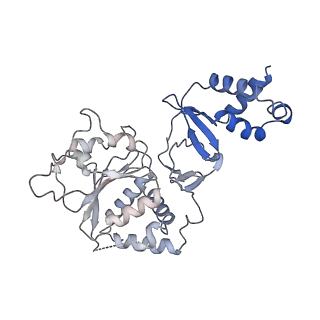 35058_8hwh_E_v1-2
Cryo-EM Structure of D5 Apo-ssDNA form