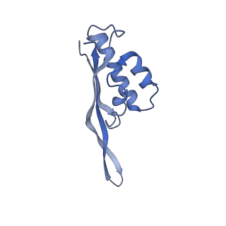 0322_6i0y_S_v1-1
TnaC-stalled ribosome complex with the titin I27 domain folding close to the ribosomal exit tunnel