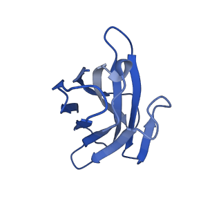 35104_8i0n_H_v1-0
Structure of beta-arrestin1 in complex with a phosphopeptide corresponding to the human C5a anaphylatoxin chemotactic receptor 1, C5aR1 (Local refine)