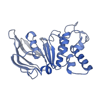 35201_8i6o_D_v1-0
Cryo-EM structure of Pseudomonas aeruginosa FtsE(WT)X/EnvC complex in peptidisc