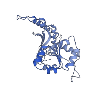 35279_8i9p_CB_v1-1
Cryo-EM structure of a Chaetomium thermophilum pre-60S ribosomal subunit - State Mak16
