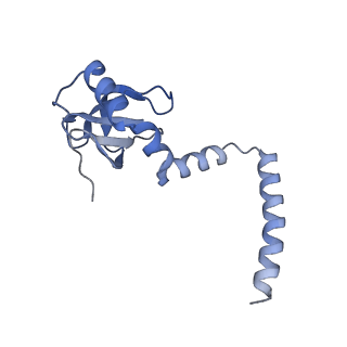 35279_8i9p_LM_v1-1
Cryo-EM structure of a Chaetomium thermophilum pre-60S ribosomal subunit - State Mak16