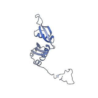 35279_8i9p_LS_v1-1
Cryo-EM structure of a Chaetomium thermophilum pre-60S ribosomal subunit - State Mak16