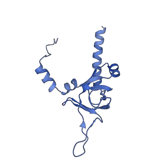35279_8i9p_LY_v1-1
Cryo-EM structure of a Chaetomium thermophilum pre-60S ribosomal subunit - State Mak16