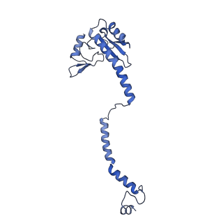 35281_8i9r_Ce_v1-1
Cryo-EM structure of a Chaetomium thermophilum pre-60S ribosomal subunit - State 5S RNP