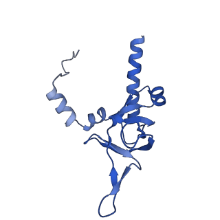 35281_8i9r_LY_v1-1
Cryo-EM structure of a Chaetomium thermophilum pre-60S ribosomal subunit - State 5S RNP