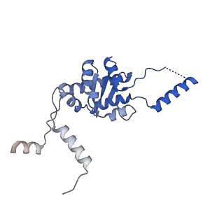 35283_8i9t_LG_v1-1
Cryo-EM structure of a Chaetomium thermophilum pre-60S ribosomal subunit - State Dbp10-1