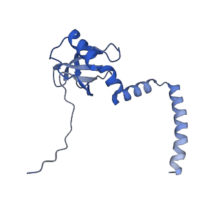 35283_8i9t_LM_v1-1
Cryo-EM structure of a Chaetomium thermophilum pre-60S ribosomal subunit - State Dbp10-1
