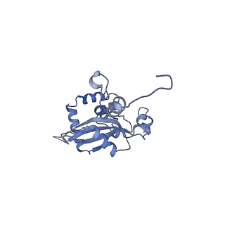 35283_8i9t_LN_v1-1
Cryo-EM structure of a Chaetomium thermophilum pre-60S ribosomal subunit - State Dbp10-1
