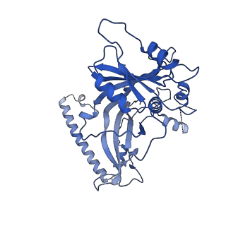 35285_8i9v_Cd_v1-1
Cryo-EM structure of a Chaetomium thermophilum pre-60S ribosomal subunit - State Dbp10-2