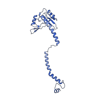 35285_8i9v_Ce_v1-1
Cryo-EM structure of a Chaetomium thermophilum pre-60S ribosomal subunit - State Dbp10-2