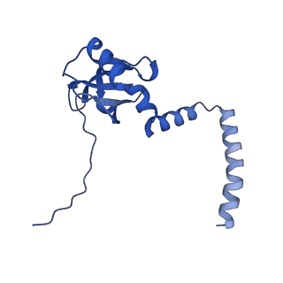 35285_8i9v_LM_v1-1
Cryo-EM structure of a Chaetomium thermophilum pre-60S ribosomal subunit - State Dbp10-2