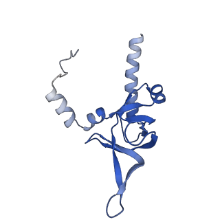 35286_8i9w_LY_v1-1
Cryo-EM structure of a Chaetomium thermophilum pre-60S ribosomal subunit - Dbp10-3