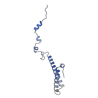 35286_8i9w_Lh_v1-1
Cryo-EM structure of a Chaetomium thermophilum pre-60S ribosomal subunit - Dbp10-3