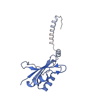 35287_8i9x_CI_v1-1
Cryo-EM structure of a Chaetomium thermophilum pre-60S ribosomal subunit - Ytm1-1