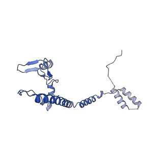 35287_8i9x_CQ_v1-1
Cryo-EM structure of a Chaetomium thermophilum pre-60S ribosomal subunit - Ytm1-1