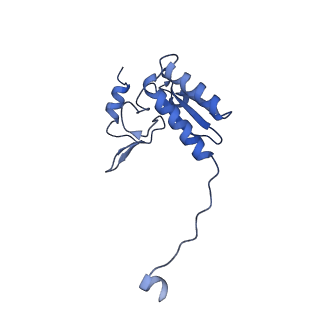 35287_8i9x_CV_v1-1
Cryo-EM structure of a Chaetomium thermophilum pre-60S ribosomal subunit - Ytm1-1