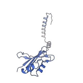 35288_8i9y_CI_v1-1
Cryo-EM structure of a Chaetomium thermophilum pre-60S ribosomal subunit - Ytm1-2