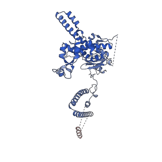 35288_8i9y_CJ_v1-1
Cryo-EM structure of a Chaetomium thermophilum pre-60S ribosomal subunit - Ytm1-2