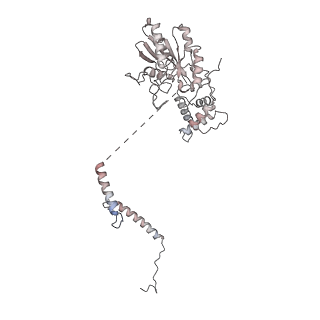 35288_8i9y_CL_v1-1
Cryo-EM structure of a Chaetomium thermophilum pre-60S ribosomal subunit - Ytm1-2