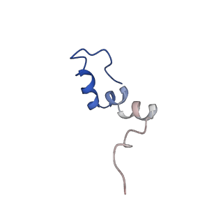 4434_6i9r_2_v1-4
Large subunit of the human mitochondrial ribosome in complex with Virginiamycin M and Quinupristin