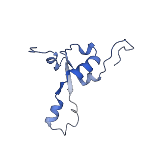 4434_6i9r_3_v1-4
Large subunit of the human mitochondrial ribosome in complex with Virginiamycin M and Quinupristin