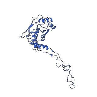 4434_6i9r_F_v1-4
Large subunit of the human mitochondrial ribosome in complex with Virginiamycin M and Quinupristin