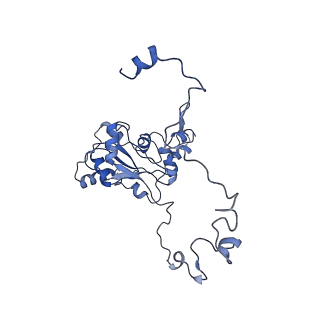 4434_6i9r_M_v1-4
Large subunit of the human mitochondrial ribosome in complex with Virginiamycin M and Quinupristin