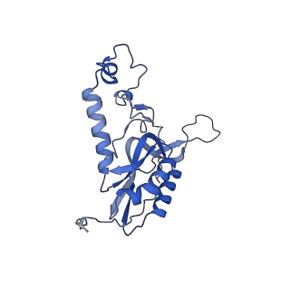 4434_6i9r_N_v1-4
Large subunit of the human mitochondrial ribosome in complex with Virginiamycin M and Quinupristin