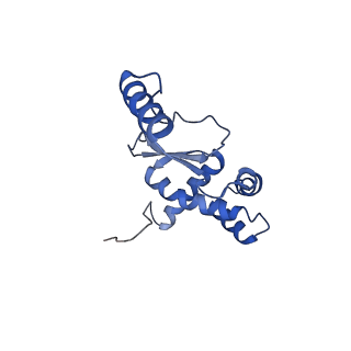 4434_6i9r_O_v2-0
Large subunit of the human mitochondrial ribosome in complex with Virginiamycin M and Quinupristin
