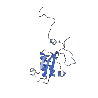 4434_6i9r_P_v1-4
Large subunit of the human mitochondrial ribosome in complex with Virginiamycin M and Quinupristin