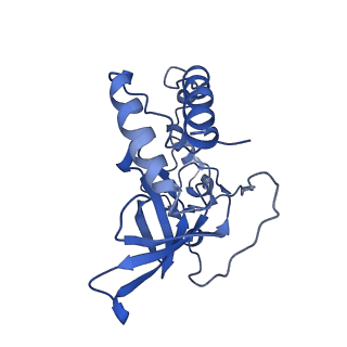 4434_6i9r_Q_v1-4
Large subunit of the human mitochondrial ribosome in complex with Virginiamycin M and Quinupristin