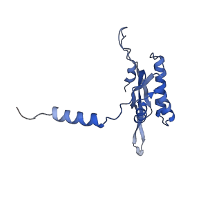 4434_6i9r_T_v1-4
Large subunit of the human mitochondrial ribosome in complex with Virginiamycin M and Quinupristin