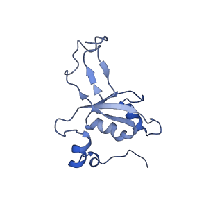 4434_6i9r_Z_v1-4
Large subunit of the human mitochondrial ribosome in complex with Virginiamycin M and Quinupristin