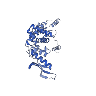 4434_6i9r_c_v1-4
Large subunit of the human mitochondrial ribosome in complex with Virginiamycin M and Quinupristin