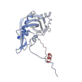 4434_6i9r_d_v1-4
Large subunit of the human mitochondrial ribosome in complex with Virginiamycin M and Quinupristin