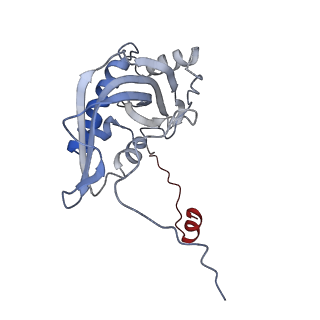 4434_6i9r_d_v2-0
Large subunit of the human mitochondrial ribosome in complex with Virginiamycin M and Quinupristin