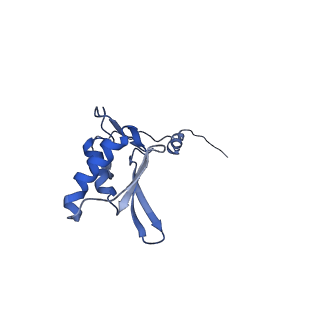 4434_6i9r_g_v1-4
Large subunit of the human mitochondrial ribosome in complex with Virginiamycin M and Quinupristin