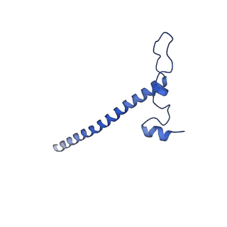 4434_6i9r_j_v1-4
Large subunit of the human mitochondrial ribosome in complex with Virginiamycin M and Quinupristin