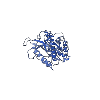 4434_6i9r_s_v1-4
Large subunit of the human mitochondrial ribosome in complex with Virginiamycin M and Quinupristin