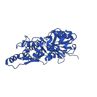 35301_8iah_D_v1-1
Structure of mammalian spectrin-actin junctional complex of membrane skeleton, State I, Global map