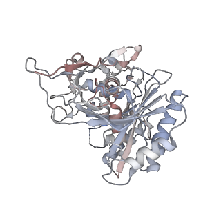35421_8ifm_K_v1-1
Cryo-EM structure of tetrameric SPARTA gRNA-ssDNA target complex in state 2
