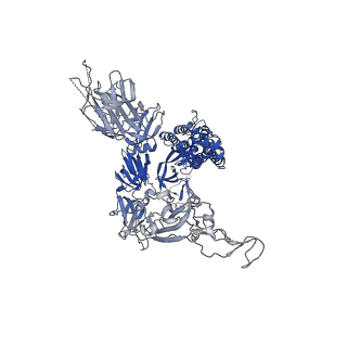 35426_8ify_B_v1-1
Cryo-EM structure of SARS-CoV-2 Omicron BA.4/5 spike protein in complex with white-tailed deer ACE2