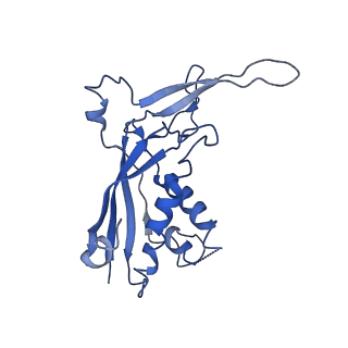 9656_6ifr_E_v1-2
Type III-A Csm complex, Cryo-EM structure of Csm-NTR, ATP bound