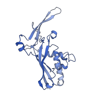 9657_6ifu_E_v1-3
Cryo-EM structure of type III-A Csm-CTR2-dsDNA complex