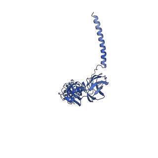 35451_8ihp_E_v1-2
Structure of Semliki Forest virus VLP in complex with the receptor VLDLR-LA3