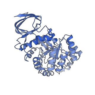 35453_8ihr_D_v1-1
Cryo-EM structure of ochratoxin A-detoxifying amidohydrolase ADH3 in complex with Phe