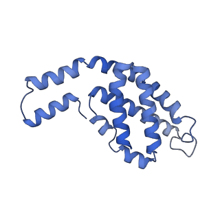 35566_8imj_G_v1-0
A'1-A'2, A'3-A'4, B1-B2, C1-C2 cylinder in cyanobacterial phycobilisome from Anthocerotibacter panamensis (Cluster B)