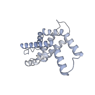 35568_8iml_H_v1-0
Rs2I-Rs2II, Rs1I-Rs1II, RbI-RbII cylinder in cyanobacterial phycobilisome from Anthocerotibacter panamensis (Cluster D)